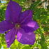 Clematis Jackmanii climbing plant with large deep purple flowers in summer