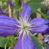 Clematis Jackmanii or Jackman