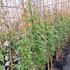 cmgf 1.5-1.75 m buy online UK.