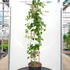 cmgf 1.75-2 m buy online UK.