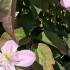 Clematis Montana Rubens is a vigorous, deciduous climber with masses of pale pink, lightly scented flowers in late spring, paired with bronze-tinted green foliage, perfect for covering walls and fences.