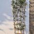 Clematis Montana Rubens 1.3-1.5 m buy online UK.