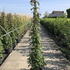 clematisrubens 1.5-1.75 m buy online UK.