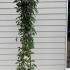 Clematis Montana Rubens 1.75-2 m buy online UK.
