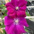Clematis Patens Rouge Cardinal Climbing Plant