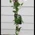 Clematis Princess Kate Flowering Climber 80-100 cm buy online UK.