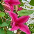 Clematis Texensis Princess Diana