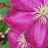 Vigorous deciduous climber producing large, velvety pink-red flowers with a hint of magenta and golden stamens