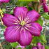 Clematis Ville de Lyon climbing plant with large pink flowers
