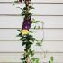 Clematis Warszawska Nike Purple Flowering 50-60 cm buy online UK.