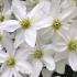 Clematis x Cartmanii Avalanche for sale UK