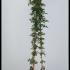 Clematis x Cartmanii Avalanche 1.75-2 m buy online UK.