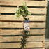 cxca 80-100 cm buy online UK.