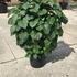 cbgf 1-1.25 m buy online UK.