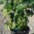 Clerodendrum Bungei - Glory Flower 50-60 cm buy online UK.