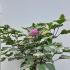Clerodendrum Bungei - Glory Flower 1-1.25 m buy online UK.