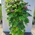 cbgf 80-100 cm buy online UK.