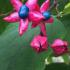 Clerodendrum Trichotomum flowers and berries in autumn. A fragrant flowering shrub to buy online UK