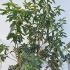 Clethra Barbinervis Great Star White Alder 1-1.25 m buy online UK.