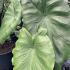 Colocasia Esculenta Black Stem Elephant’s Ear 60-80 cm buy online UK.