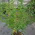 Colutea Copper Beauty or Bladder Senna 1-1.25 m buy online UK.