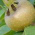 Mespilus Germanica or Common Medlar Fruit trees for sale online UK