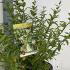 Common Privet Lodense Ligustrum Vulgare 30-35 cm buy online UK.