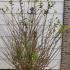 Common Privet Lodense Ligustrum Vulgare 60-80 cm buy online UK.