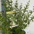 Common Privet Lodense Ligustrum Vulgare 15-20 cm buy online UK.