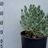 Convolvulus Cneorum 20-30 cm buy online UK.
