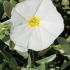 Convolvulus Cneorum or Shrubby Bindweed RHS, AGM for sale online with UK delivery from our London nursery.