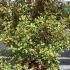 Coprosma Rainbow Surprise Looking-glass Plant 60-80 cm buy online UK.