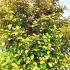Coprosma Repens Pina Colada or Looking Glass Plant 80-100 cm buy online UK.