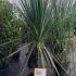 Cordyline Australis 1.25-1.5 m buy online UK.