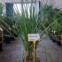 Cordyline Australis 80-100 cm buy online UK.