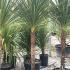 Cordyline Australis 2-2.5 m buy online UK.