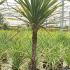 Cordyline Australis 1.5-1.75 m buy online UK.
