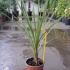 Cordyline Australis 60-80 cm buy online UK.