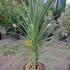 Cordyline Australis 1-1.25 m buy online UK.