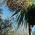 Cordyline Australis Flowering, Hardy Palm specialist nursery, London UK. All plants for sale online, UK delivery