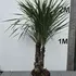 cordyms 1.5-1.75 m buy online UK.