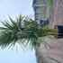 cordyms 2-2.5 m buy online UK.