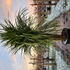 cordyms 2-2.5 m buy online UK.