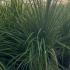 Cordyline Australis Multistem 1.25-1.5 m buy online UK.