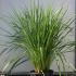 Cordyline Australis Multistem 80-100 cm buy online UK.