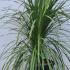 Cordyline Australis Multistem 1.5-1.75 m buy online UK.