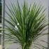 Cordyline Australis Multistem 1-1.25 m buy online UK.
