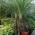 Cordyline Australis is Multistemmed and also known as New Zealand Cabbage Tree buy from Hardy Palm Specialist Nursery, London