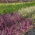 cordyp 50-60 cm buy online UK.
