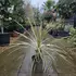 cordylinevar 40-60 cm buy online UK.